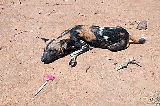 非洲野狗,非洲野犬属,动物,研究,研究中心,肯尼亚