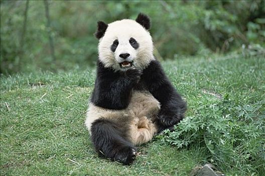 大熊猫,坐