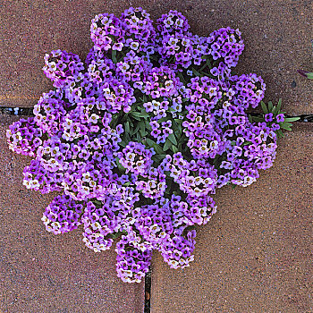 俯拍,紫花,盛开,半岛,温哥华岛,不列颠哥伦比亚省,加拿大