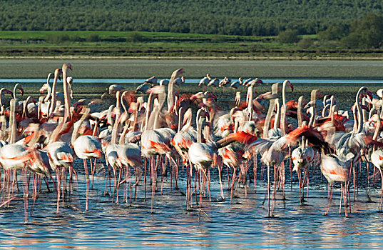 大红鹳,火烈鸟,不安,泻湖,马拉加省,安达卢西亚,西班牙,欧洲