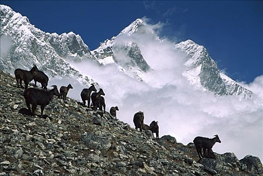 牧群,斜坡,山,昆布,尼泊尔