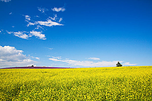 油菜地,福良野,北海道,日本,亚洲