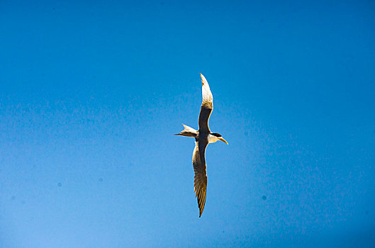 海鸥,飞翔,天空,自由,蓝天,羽翼,翅膀,高飞