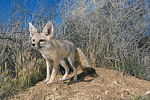 狐狸,加利福尼亚