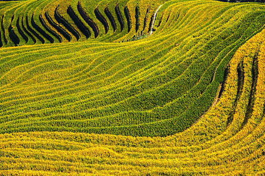 中国广西桂林龙脊梯田日照美景