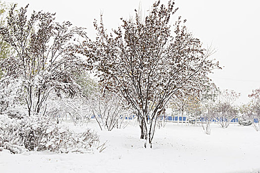 雪