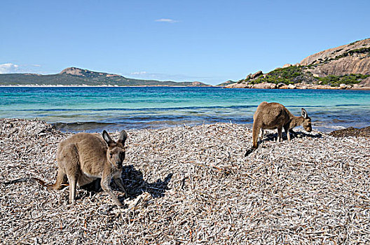 袋鼠,海滩,幸运,湾,澳大利亚