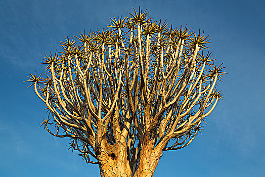抖树,二歧芦荟,靠近,基特曼斯胡普,纳米比亚,非洲