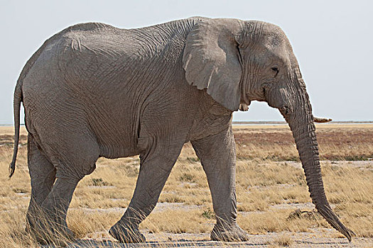 纳米比亚,埃托沙国家公园,侧面视角,非洲象