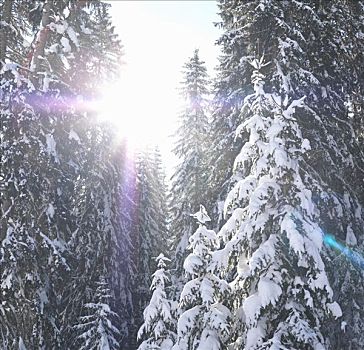 太阳,积雪,树