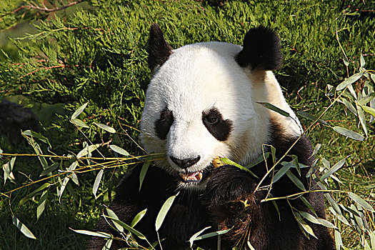 大熊猫,成年,吃,竹子,叶子