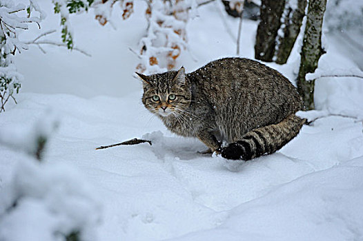 野猫科动物,斑貓,雪中