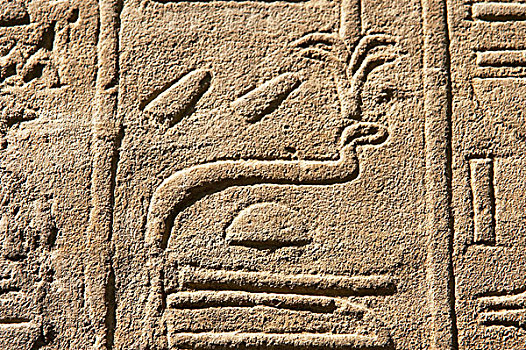 象形文字,文字,埃及新王国,卢克索神庙,埃及