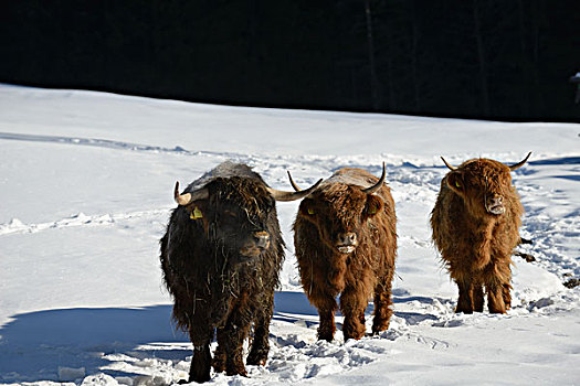 自然,场景,母牛,动物,冬天,雪,山景,背景
