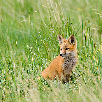 红狐,狐属,草丛,靠近,窝,怀俄明
