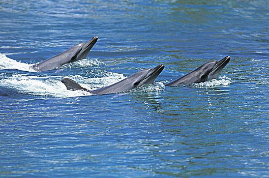 海豚,水面,澳大利亚