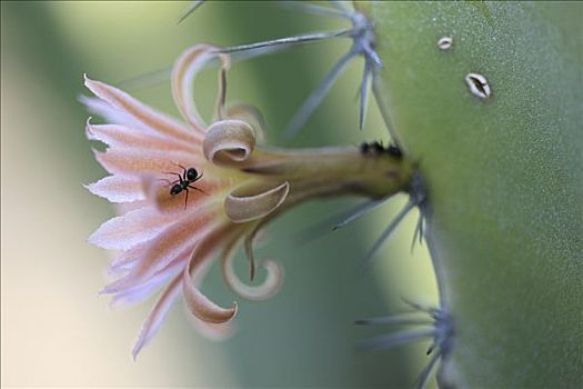 花,蚂蚁,夜晚,盛开,埃尔比斯开诺生物圈保护区,墨西哥