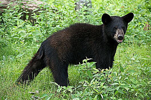 野生,雄性,黑熊,美洲黑熊,睡觉,巨大,省立公园,安大略省,加拿大