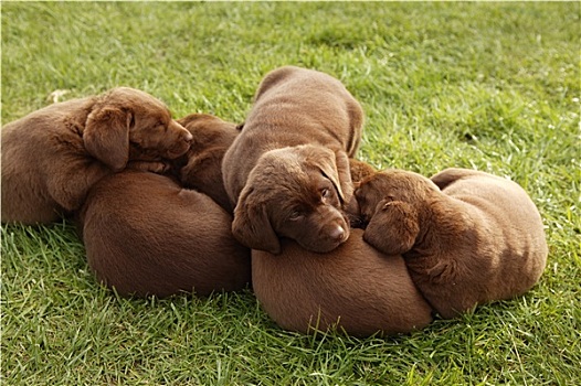 褐色,拉布拉多,狗,猎犬,幼兽,幼仔