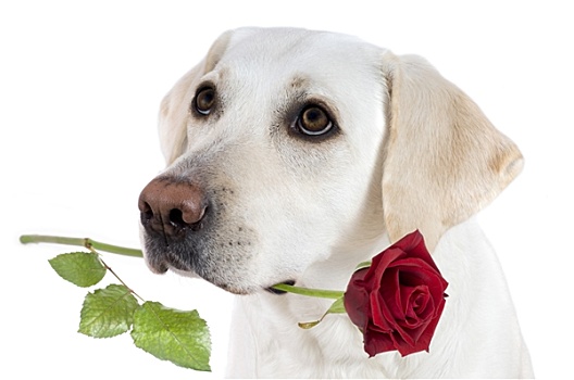 白色,拉布拉多犬,红玫瑰