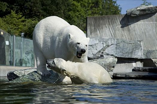 北极熊,动物园,动物,植物园,斯图加特,巴登符腾堡,德国