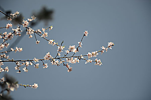 花枝俏