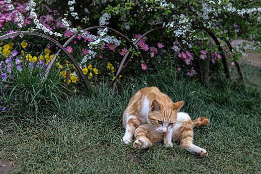 猫,动物,家畜,花猫,警觉,嬉戏,玩耍,训练,躲猫猫,宠物,饲养