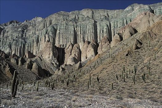 阿根廷,仙人掌