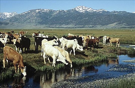 母牛,内华达山脉