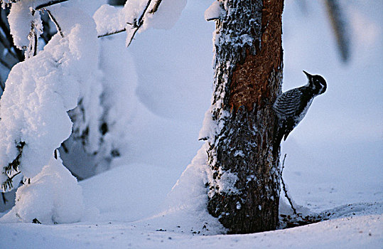 啄木鸟,冬天