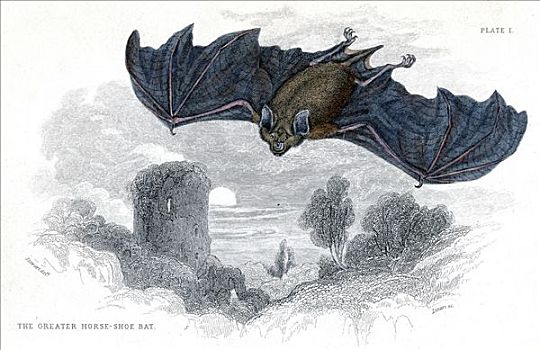 手绘,雕刻,马蹄蝙蝠,1838年,艺术家,未知