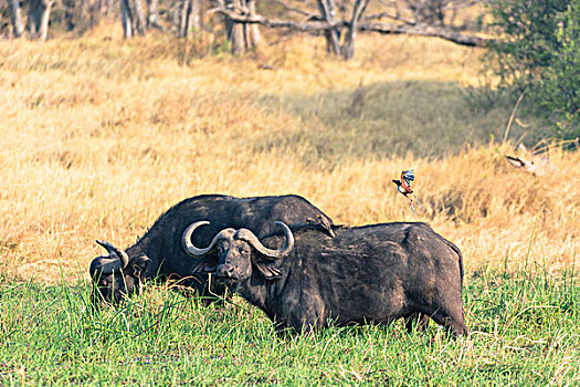 博茨瓦纳,奥卡万戈三角洲,牧群,南非水牛,非洲水牛