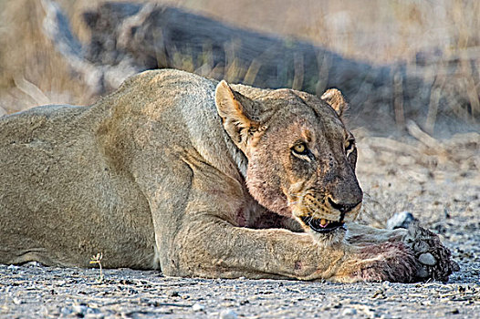 雌狮,咆哮,躺下,埃托沙国家公园,纳米比亚,非洲