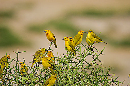 肯尼亚,安伯塞利国家公园,黄色,金丝雀