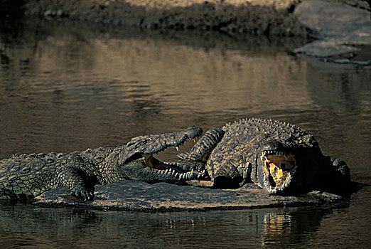 非洲,肯尼亚,马塞马拉野生动物保护区,尼罗鳄,马拉河