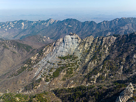 山东蒙山寿星