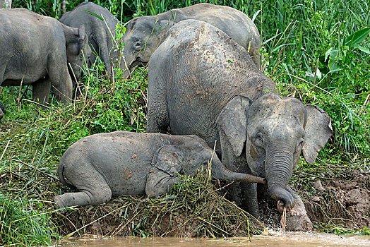 婆罗洲,俾格米人,大象,象属,小动物,喝,河,雨林,沙巴,马来西亚,亚洲