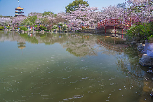 初春樱花园风光