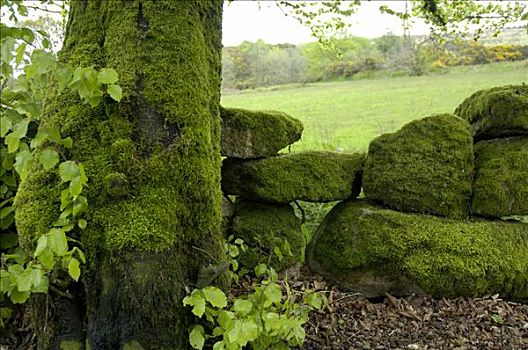 石墙,达特姆尔高原,国家公园,德文郡,英格兰