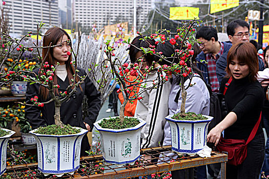 春节,花市,铜锣湾,香港