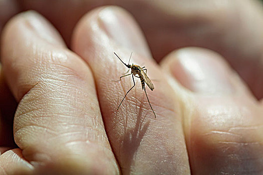 特写,蚊子,站立,男人,手指,德纳里峰国家公园,阿拉斯加,美国