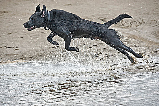 驯服,狗,成年,黑色,拉布拉多犬,复得,跳跃,海洋,英格兰,英国,欧洲