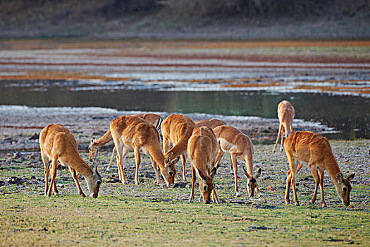 放牧,南卢安瓜国家公园,赞比亚