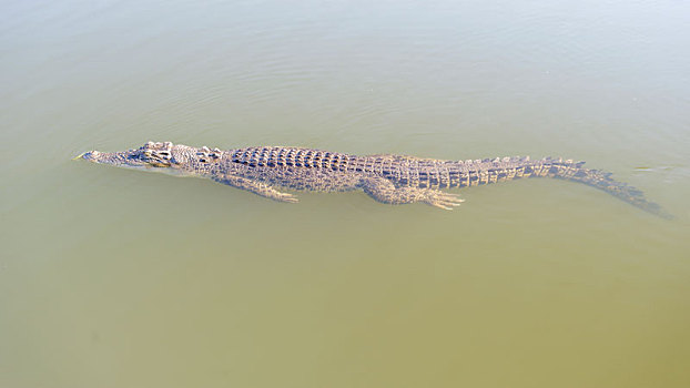 咸水鱷,黃河,澳大利亞