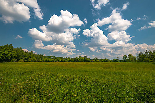 湿,草地,夏天,云,自然保护区,黑森州,德国,欧洲
