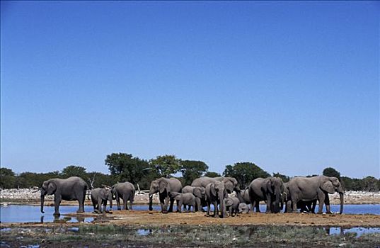 大象,非洲象,水坑,埃托沙国家公园,纳米比亚