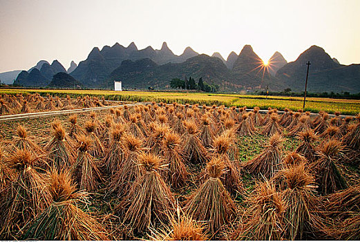 稻米,捆,地点,阳朔,中国
