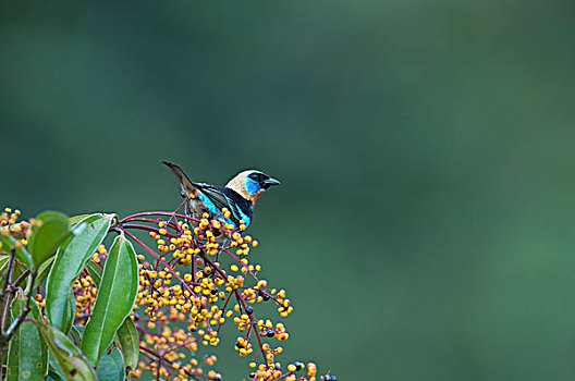 唐纳雀,雄性,哥斯达黎加,中美洲