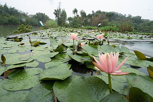 广州华南植物园2023春天雨中的睡莲
