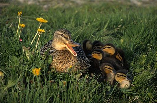 野鸭,绿头鸭,母亲,小鸭子,欧洲